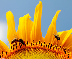 LE REPAS DES INSECTES ***