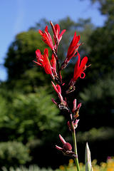 Canna edulis  (2)