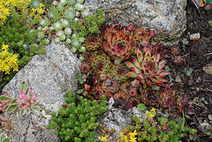 Sempervivum lové ds les roches et les Sedum