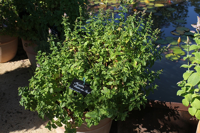 Mentha x piperita 'Lavander Mint'