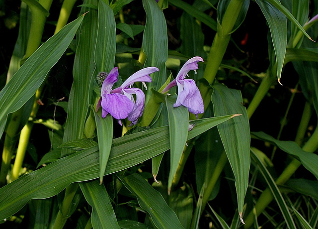 Roscoea purpurea (3)