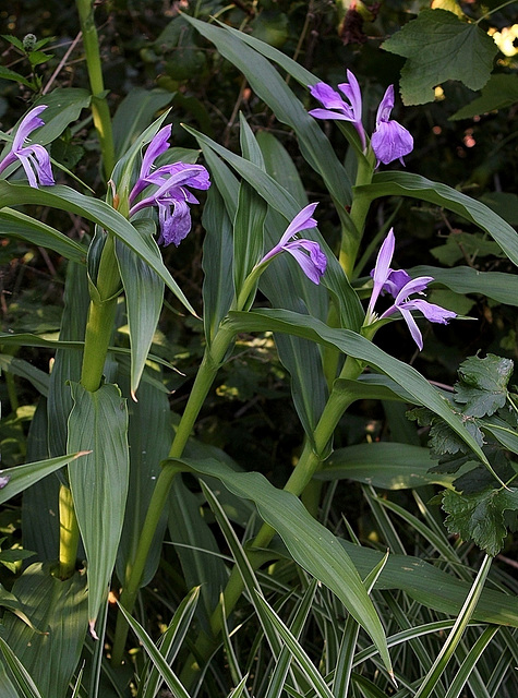 Roscoea purpurea (4)