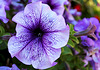 PETUNIA ***