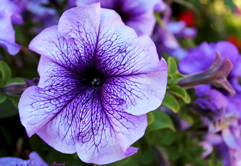 PETUNIA ***