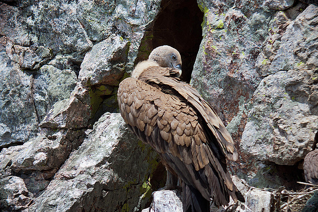 20120511 9497RDw [E] Gänsegeier