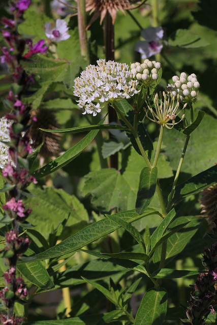 Asclepias des marais