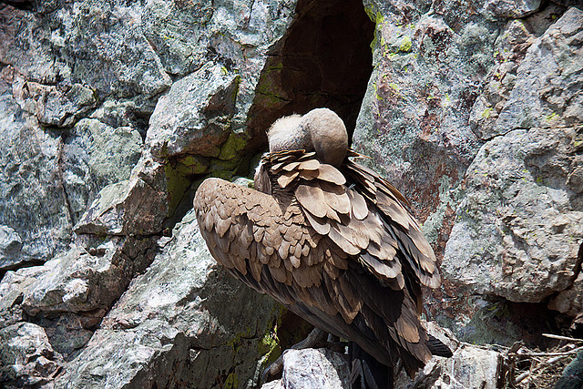 20120511 9499RDw [E] Gänsegeier