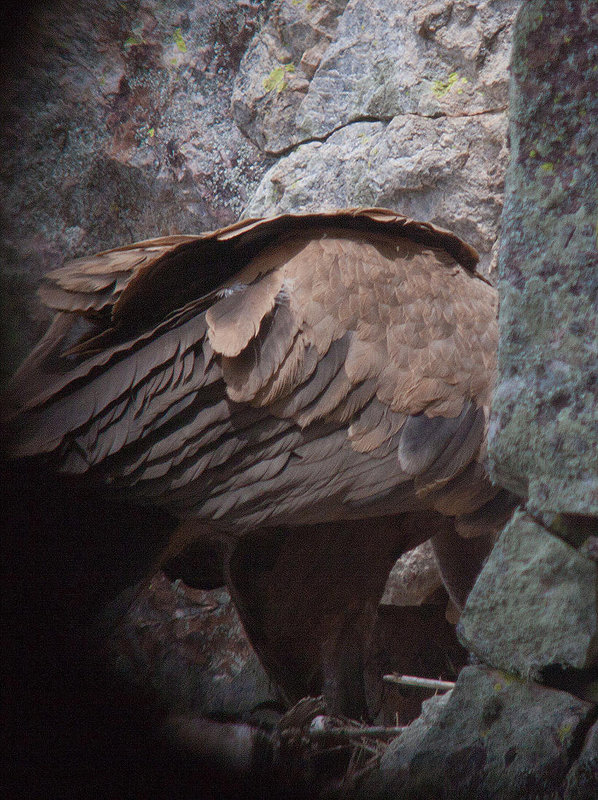 20120511 9503RDw [E] Gänsegeier (Gyps fulvus), Monfragüe, Parque Natural, Extremadura
