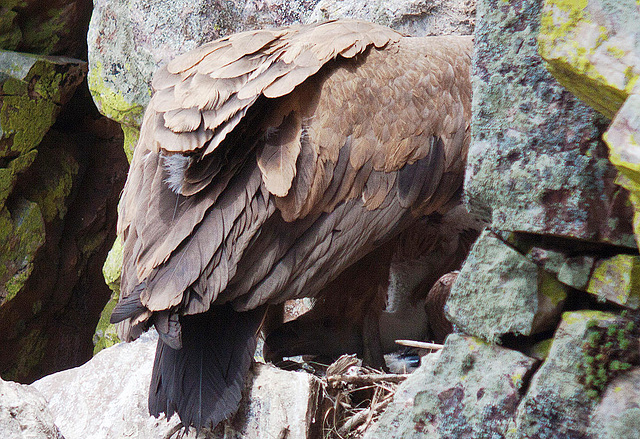 20120511 9507RDw [E] Gänsegeier (Gyps fulvus), Monfragüe, Parque Natural, Extremadura