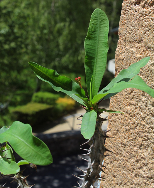 Euphorbia millii (2)