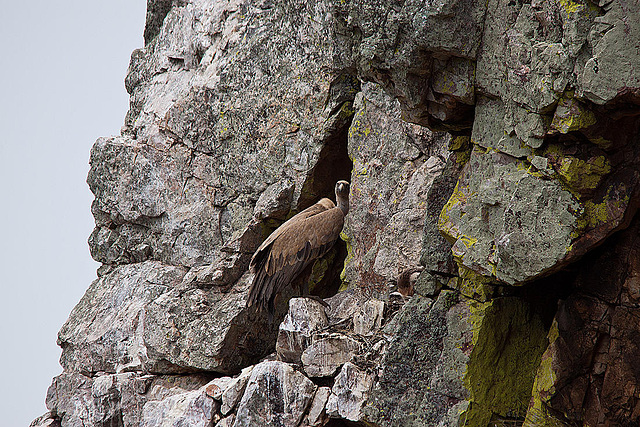 20120511 9515RTw [E] Gänsegeier (Gyps fulvus), Monfragüe, Parque Natural, Extremadura