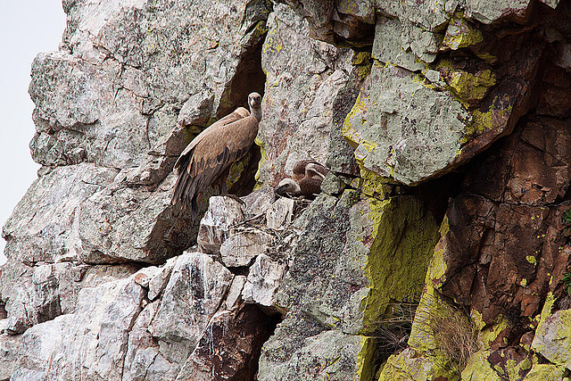 20120511 9521RTw [E] Gänsegeier (Gyps fulvus) [JV], Monfragüe, Parque Natural, Extremadura