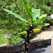 Euphorbia millii (4)