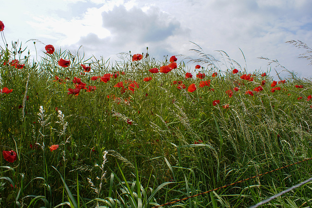 Mecklenburgische Mohnlandschaft 3