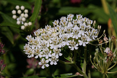 Asclepias des marais (3)