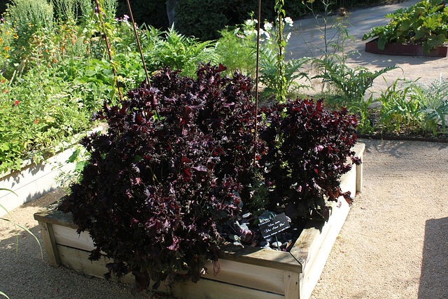 Perilla frutescens 'Purpureus ' Persil de Nankin (2)