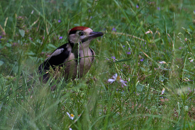 20120704 0900RAw Buntspecht (Dendrocopos major), Bad Salzuflen