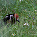 20120704 0902RAw Buntspecht (Dendrocopos major), Bad Salzuflen