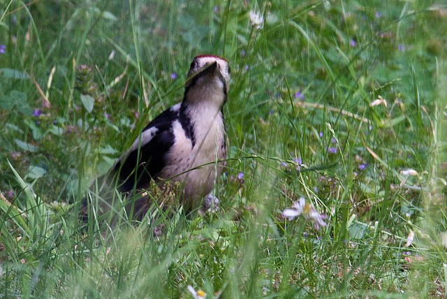 20120704 0906RAw Buntspecht (Dendrocopos major), Bad Salzuflen