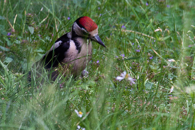 20120704 0907RAw Buntspecht (Dendrocopos major), Bad Salzuflen