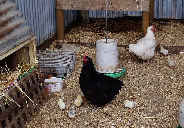 mother hens and chicks