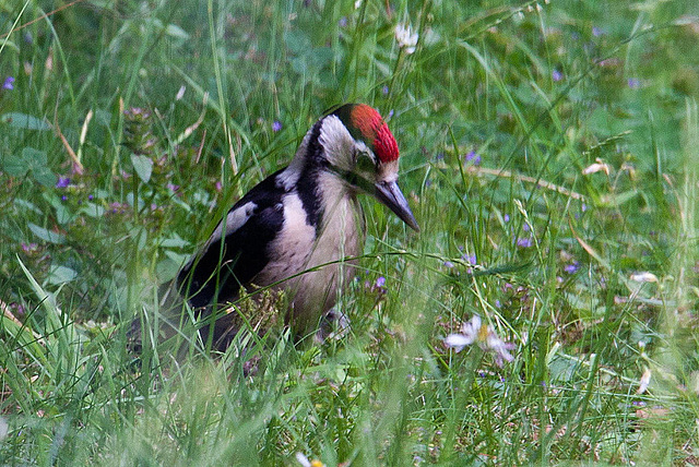 20120704 0914RAw Buntspecht (Dendrocopos major), Bad Salzuflen