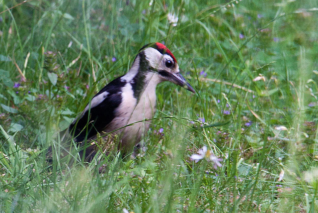 20120704 0915RAw Buntspecht (Dendrocopos major), Bad Salzuflen