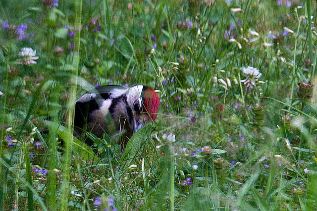 20120704 0920RAw Buntspecht (Dendrocopos major), Bad Salzuflen