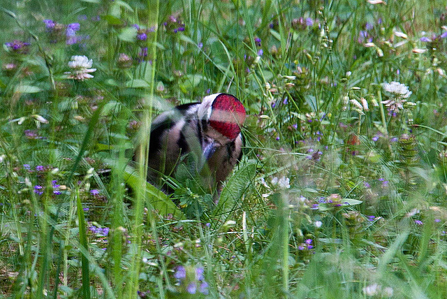 20120704 0924RAw Buntspecht (Dendrocopos major), Bad Salzuflen