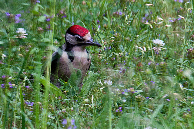 20120704 0927RAw Buntspecht (Dendrocopos major), Bad Salzuflen