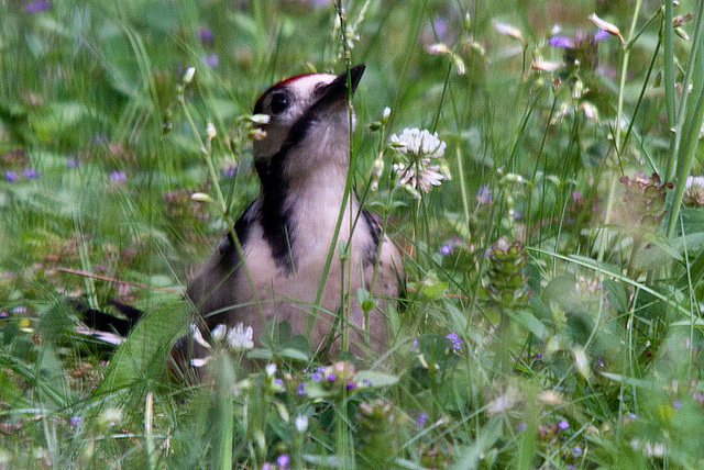 B20120704 0950RTw Buntspecht (Dendrocopos major), Bad Salzuflen