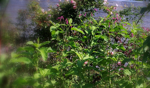 Persicaria orientalis