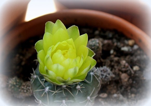 Gymnocalycium andreae (4)