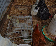 chick feeding cage