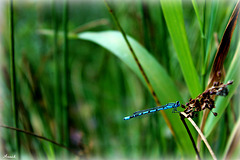 AGRION JOUVENCELLE ***