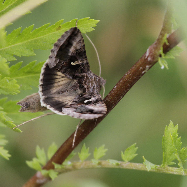 Autographa gamma