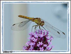 L'ARBORETUM - ANGERS