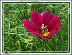 L'ARBORETUM - ANGERS