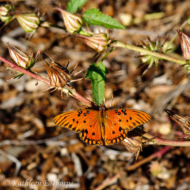 Gulf Fritillary Butterfly