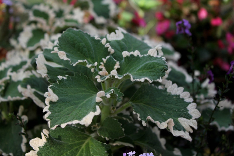 Plectranthus forsteri 'marginatus ' (2)