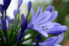 Agapanthus