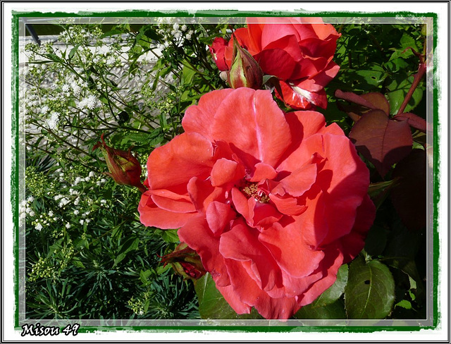 L'ARBORETUM - ANGERS