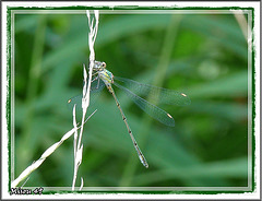 L'ARBORETUM - ANGERS