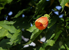 Abutilon