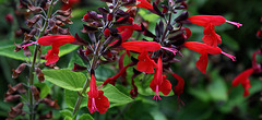 Salvia coccinea (2)