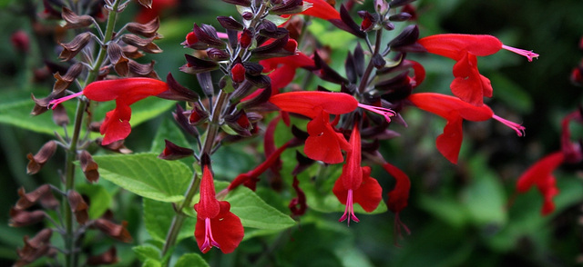 Salvia coccinea (2)