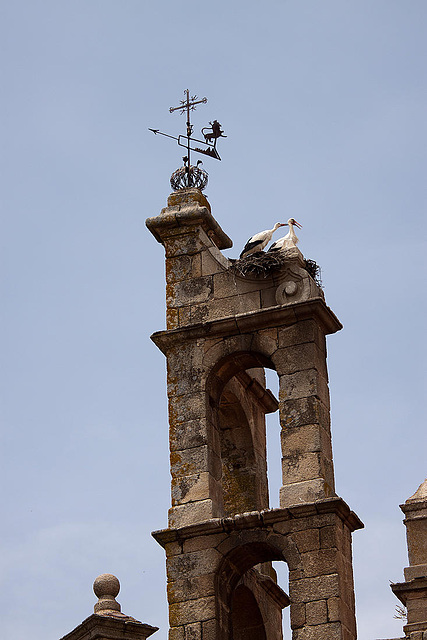 20120512 9601RAw [E] Weißstorch Caceres