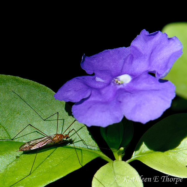 Male Mosquito and Who Knows?