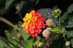 Lantana (4)