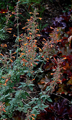 Agastache barberi 'Firebird'